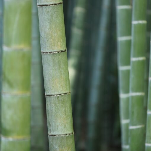 Bamboo Extract for Bone and Joint Health