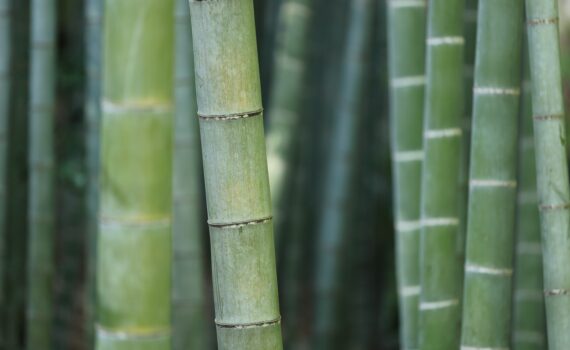 Bamboo Extract for Bone and Joint Health