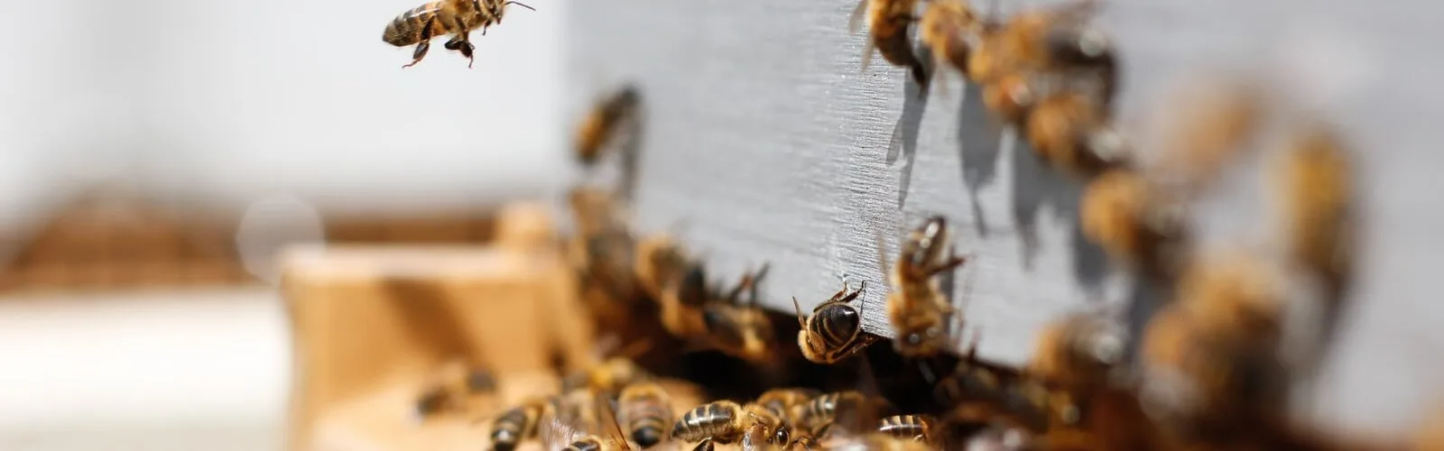 Bee Propolis for Healthy Skin and Teeth