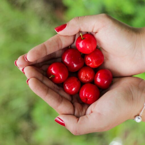 Superfoods With Antioxidants - Acerola Extract