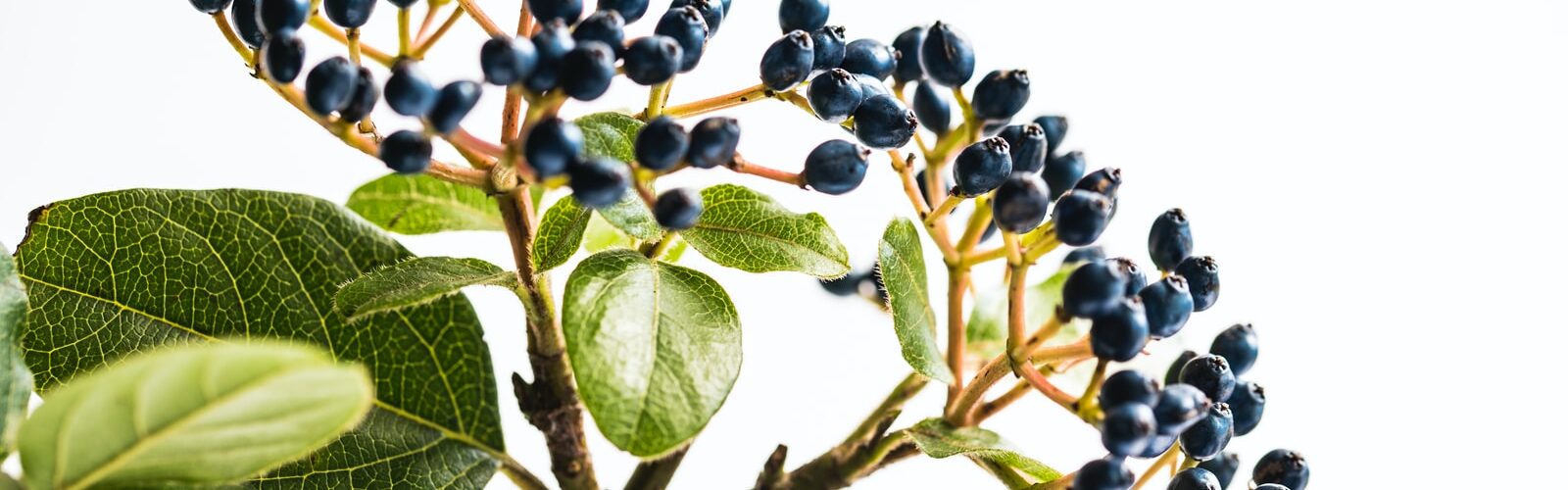 Acai Berry Antioxidant