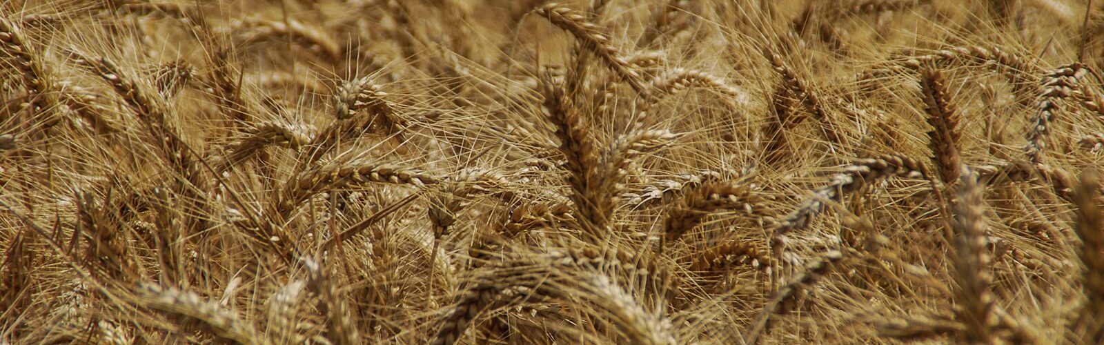 Barley Extract for Digestive and Cardiovascular Health