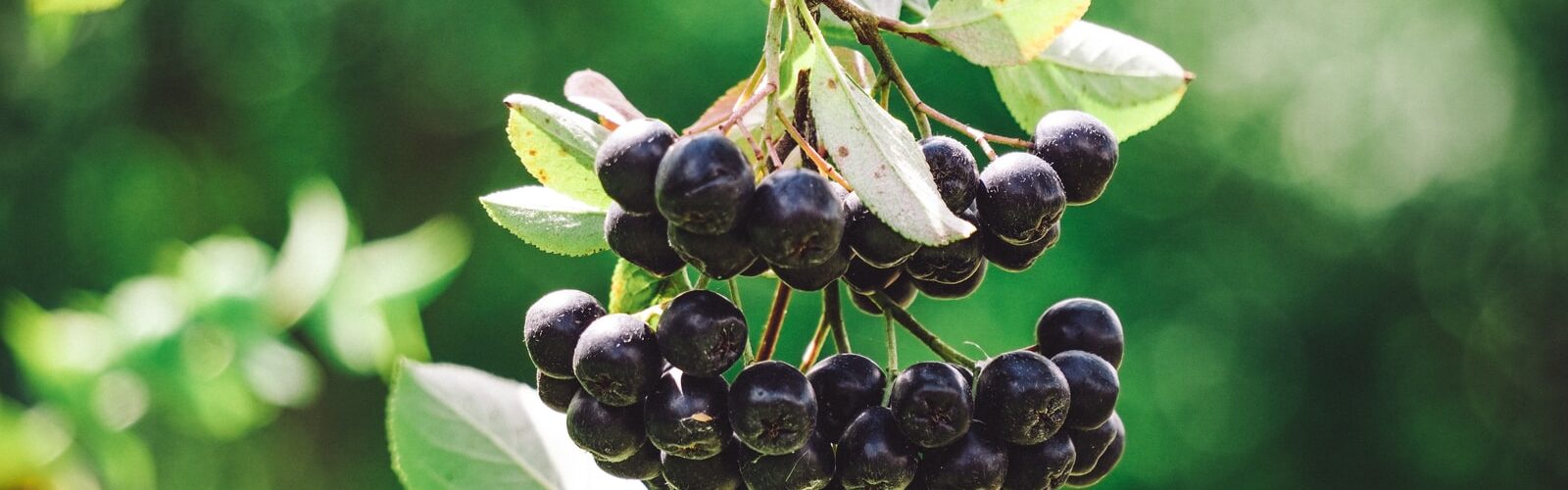 Cardiovascular Health from Aronia Extract