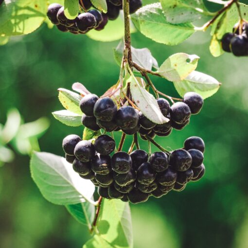 Cardiovascular Health from Aronia Extract