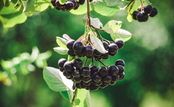 Cardiovascular Health from Aronia Extract