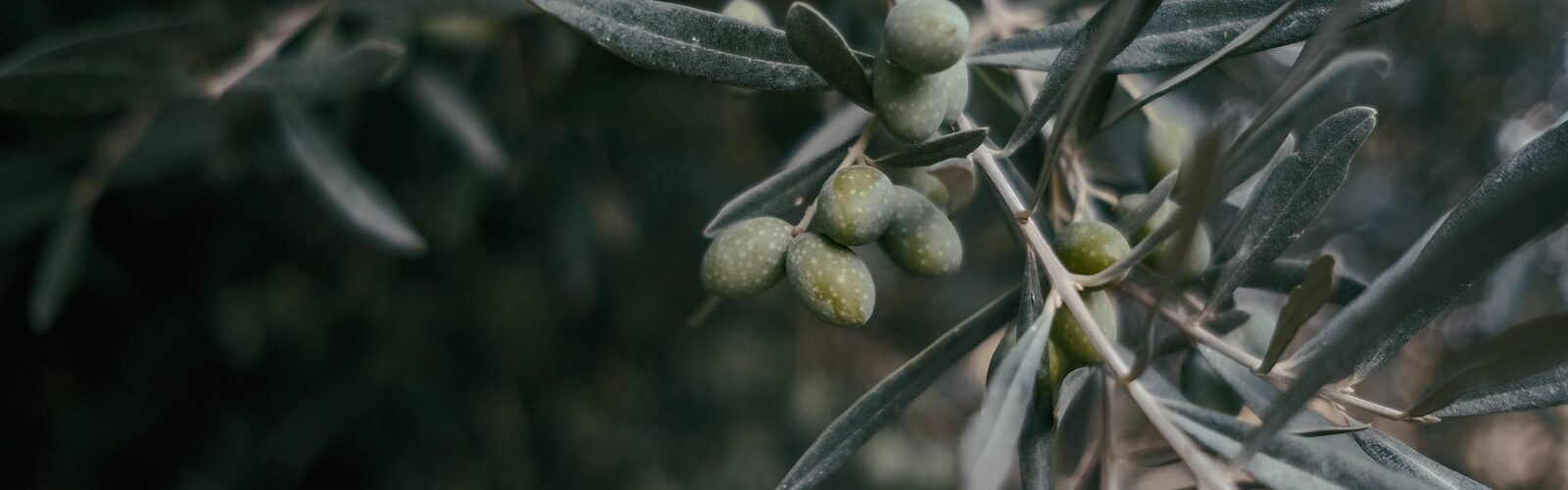 Fortify Immune Function with Astragalus Extract