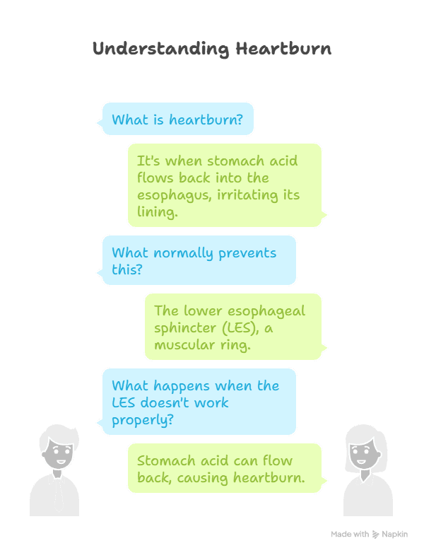 Graphic Representation of What Heartburn Really Is